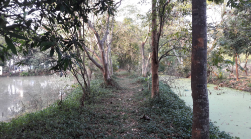 Agroforestry and regenerative farming